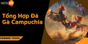 Tổng Hợp Đá Gà Campuchia